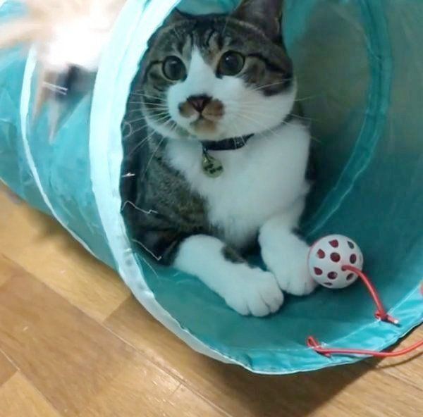 まさにニャンコが好きそう フライングタイガーでgetしたい 猫グッズ ねこのきもちweb Magazine