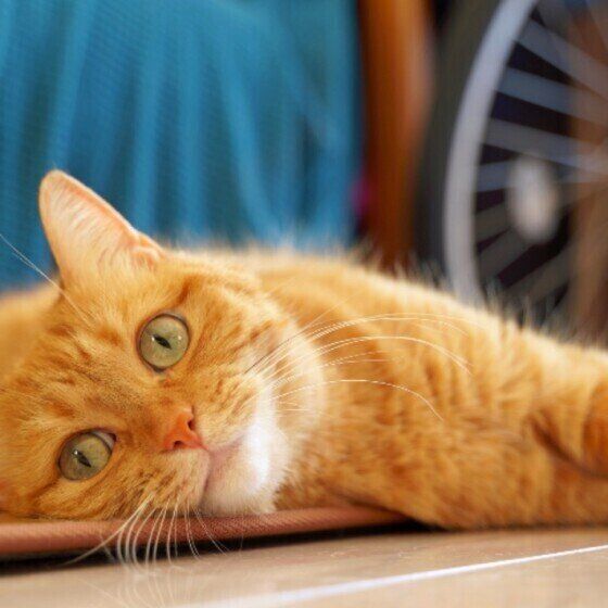 横になってくつろぐマンチカン