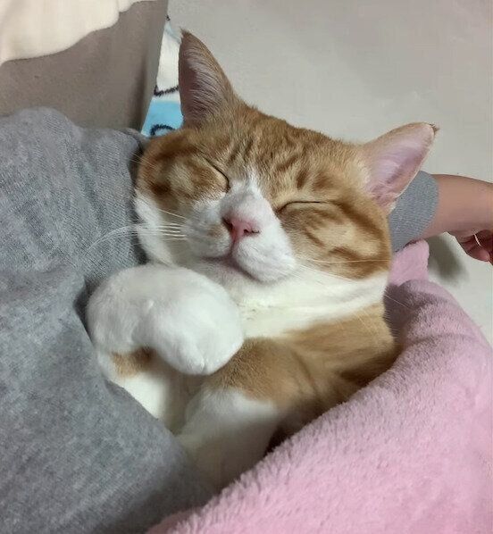 飼い主さんの隣でスヤスヤ眠るとらまるくん