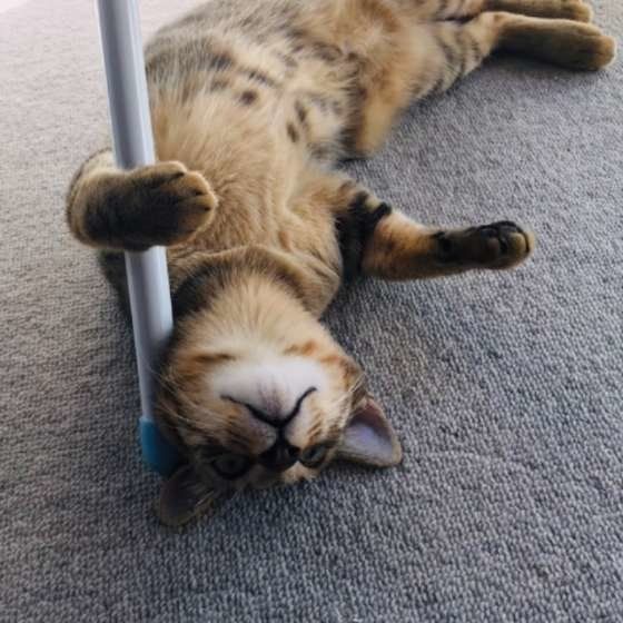 ポールダンスをする、ショアくん