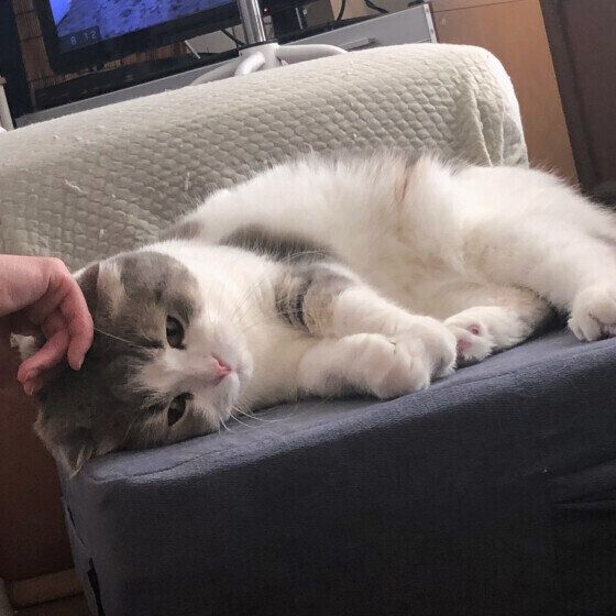 なでられるくうちゃん（スコティッシュフォールド）