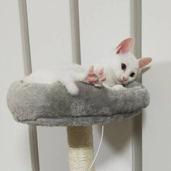 Mix（白）のむくくん♪