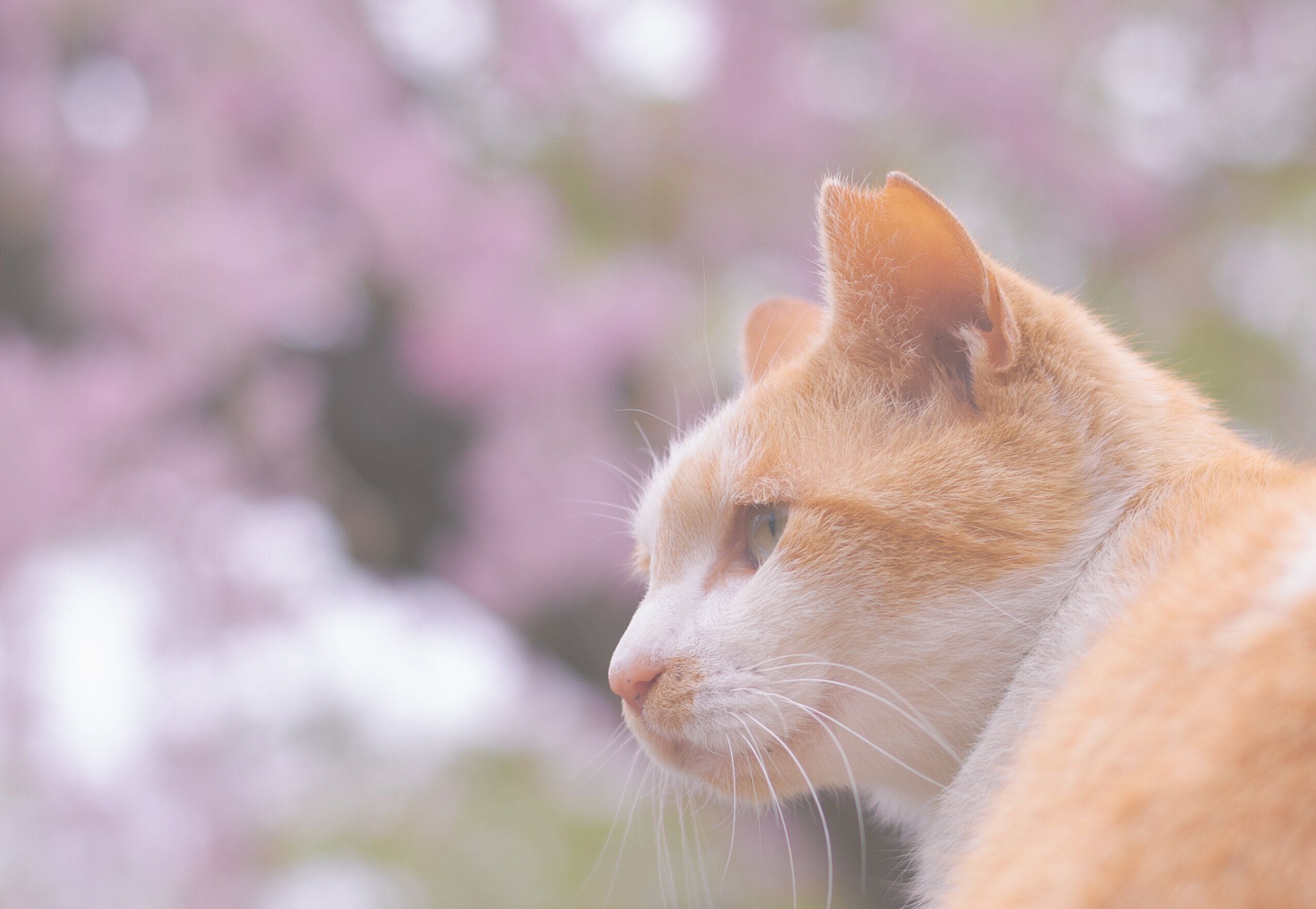 猫のイメージ写真