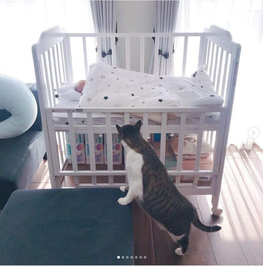 弟を見つめるわさびちゃん