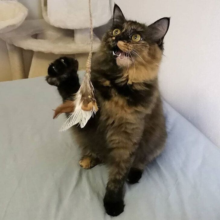 手作り猫じゃらしにじゃれるポンちゃん