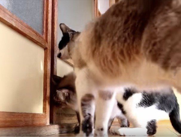 出たり入ったりニャンズ