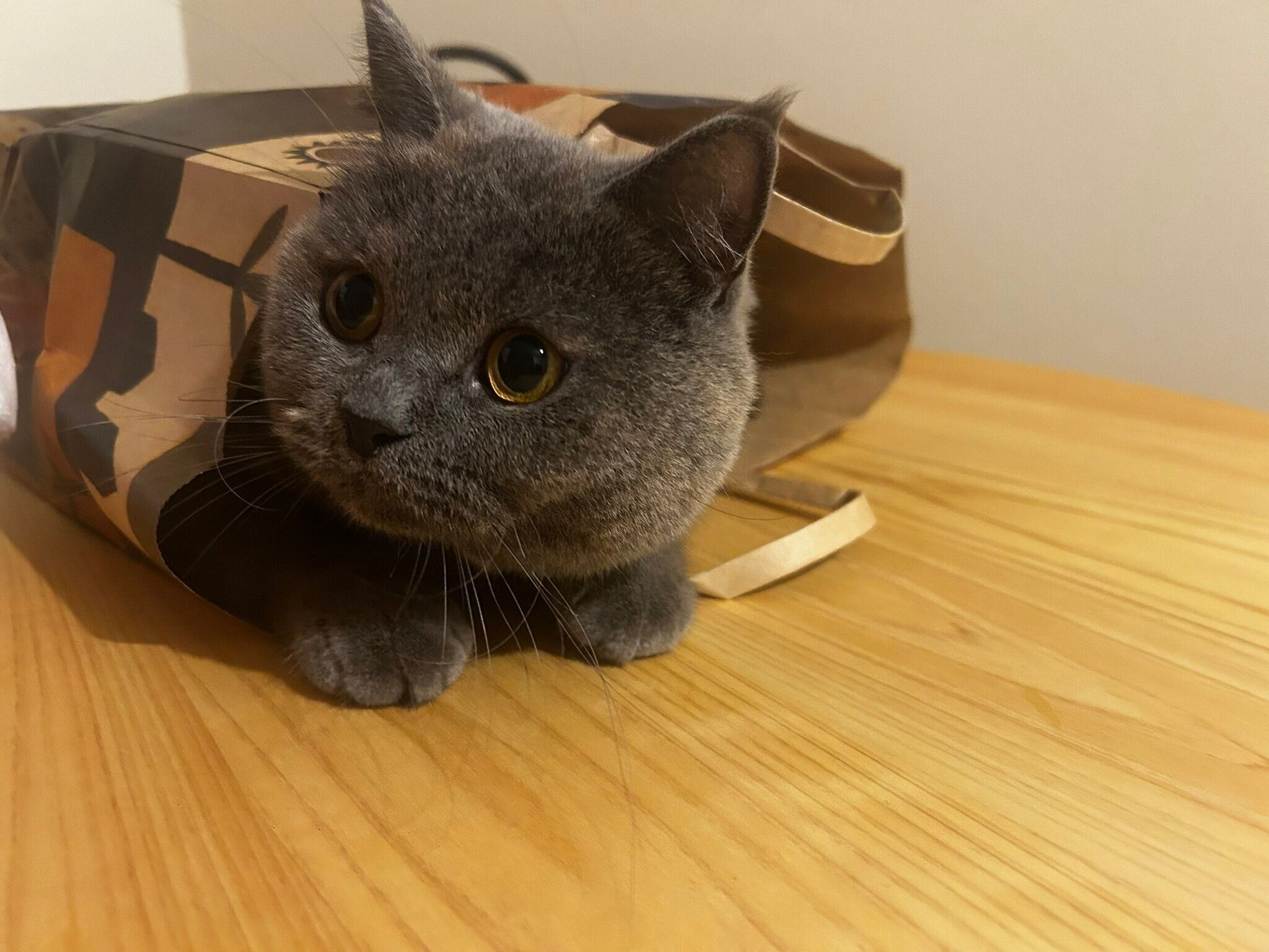 紙袋に入っているブリティッシュショートヘア