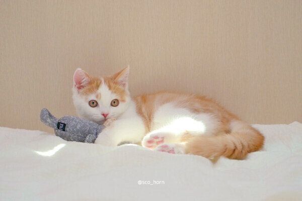 仲良しなホルンくんとくまさん