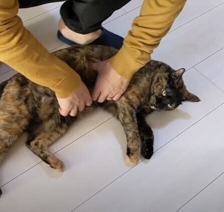 ねこ　モモちゃん