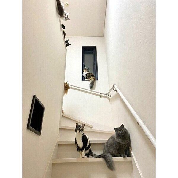 待ち伏せする猫たち