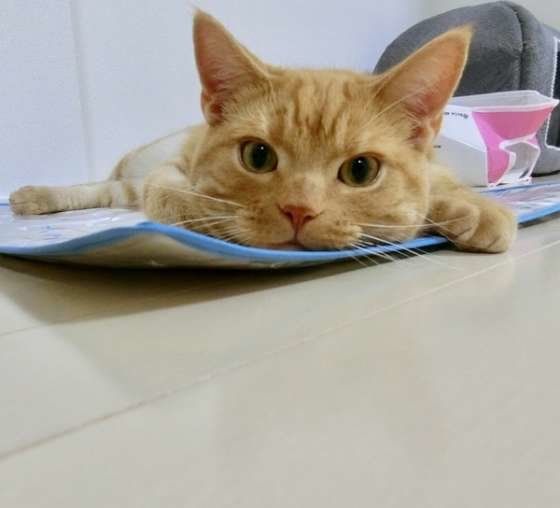 アメリカンショートヘア