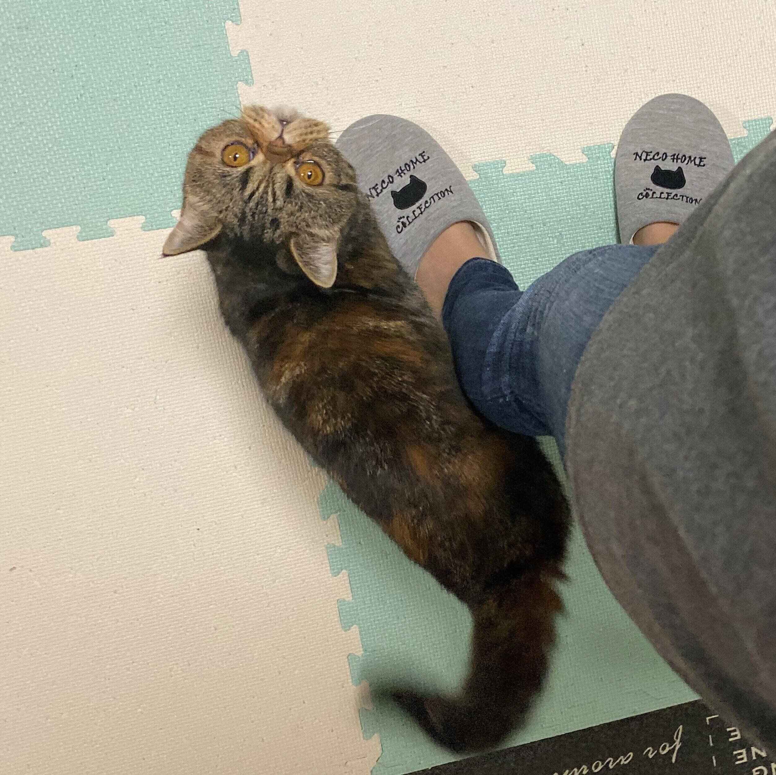 画像／2020年7月号『ねこの「触ってサイン」』