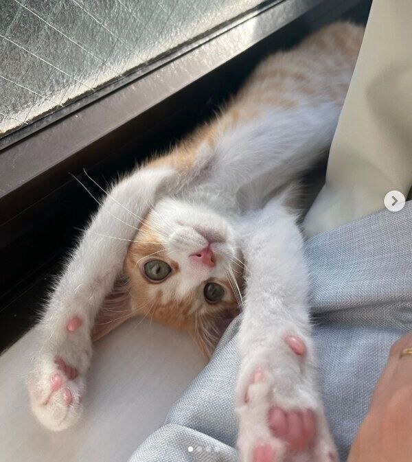 寝転がるきゅんくん