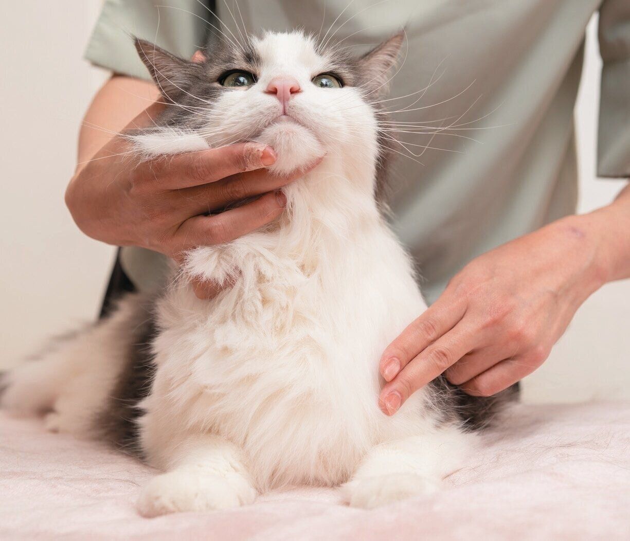 前足のつけ根のほうまでなでる