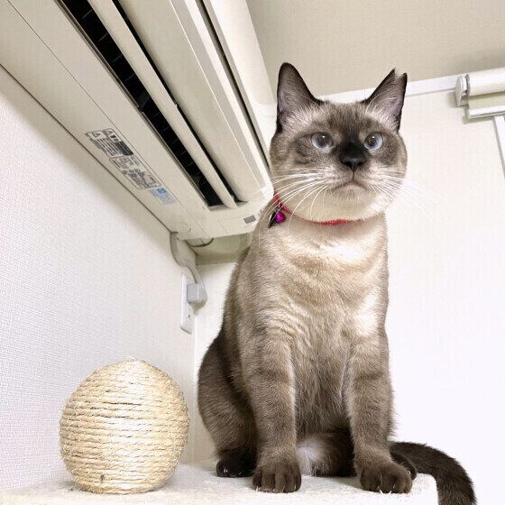 シャムの小春ちゃん