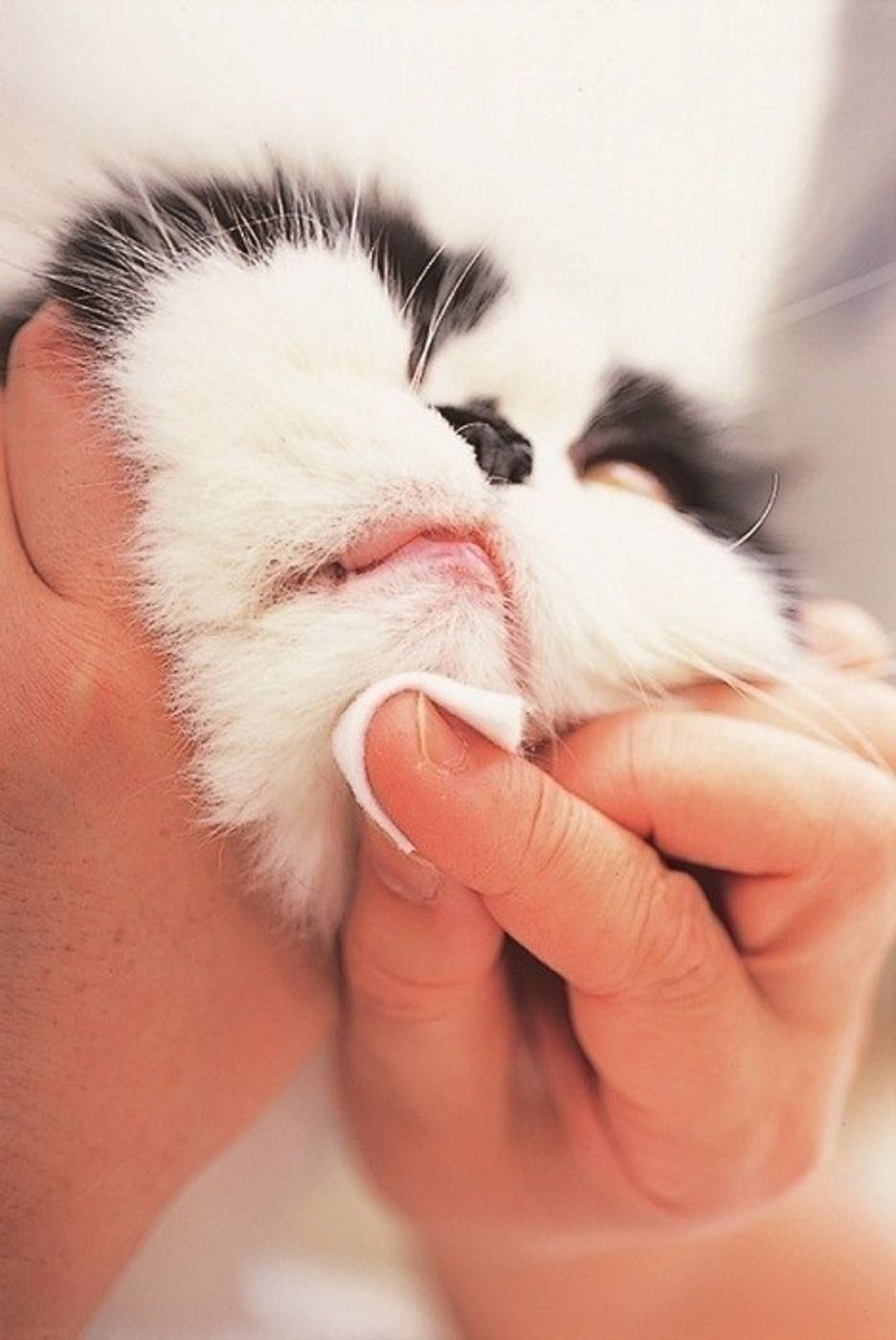 獣医師監修 猫の顔まわりのケア 部位別に自宅でできるお手入れを解説 ねこのきもちweb Magazine 獣医師監修 猫の顔まわりのケア 部位別に自宅でできるお手入れを解説 ねこのきもちweb Magazine