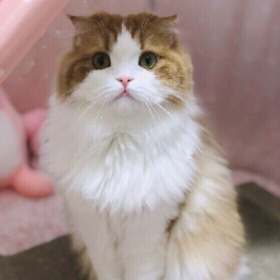 見つめるスコティッシュフォールド