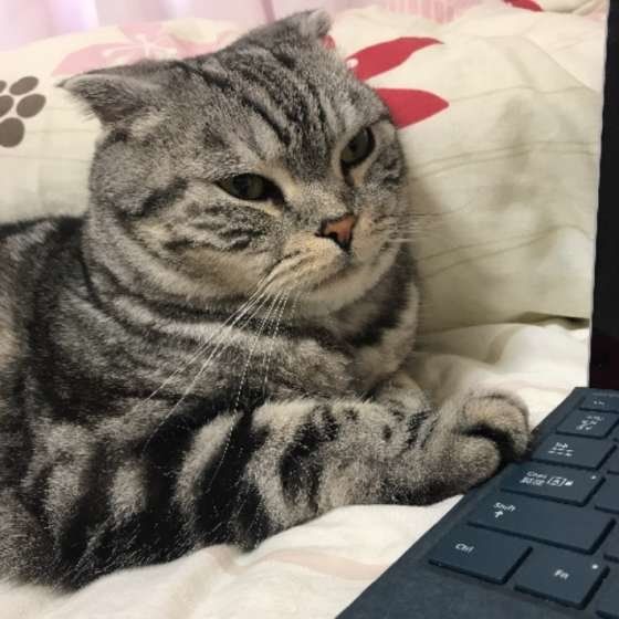 パソコンの横でくつろぐスコティッシュフォールド