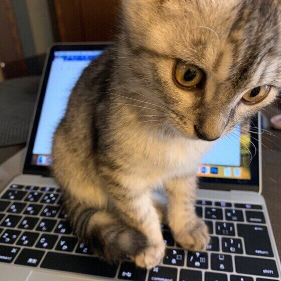 パソコンの上にのるサバトラ猫