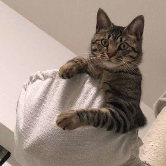 満足げなかげとらちゃん