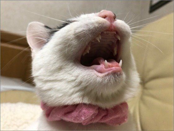 あくびをする猫