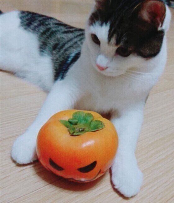 柿と一二三くん