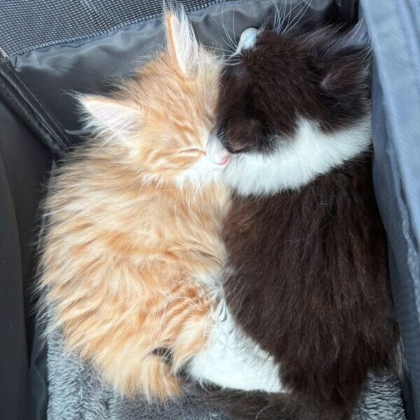 抱き合って眠るきなこくんとおはぎちゃん