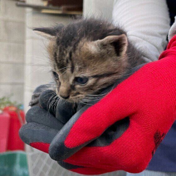 手におさまるキジトラ