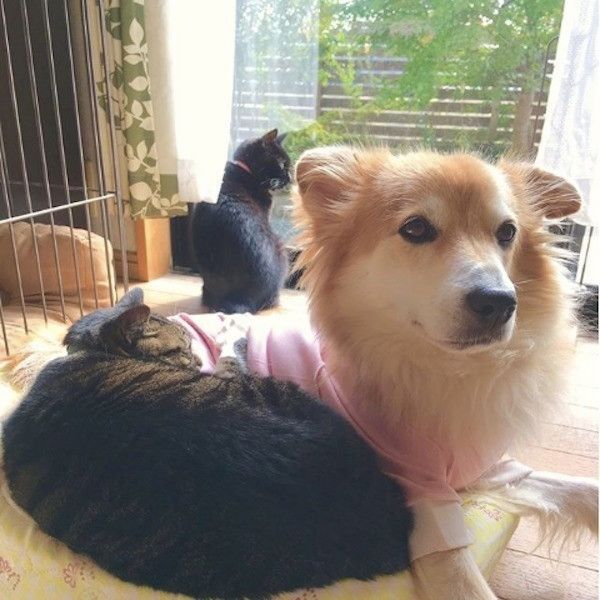 ワンコに寄り添うニャンコ