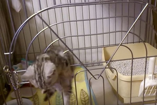 ケージの中の猫