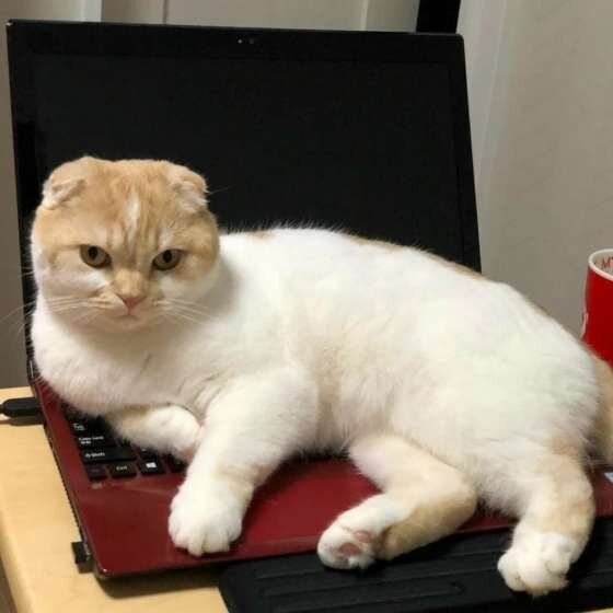 パソコンに乗るスコティッシュフォールド