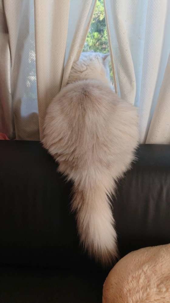 窓の外を眺めるペルシャ