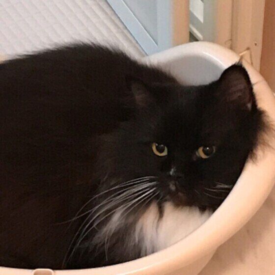 ミヌエットのロビンくん