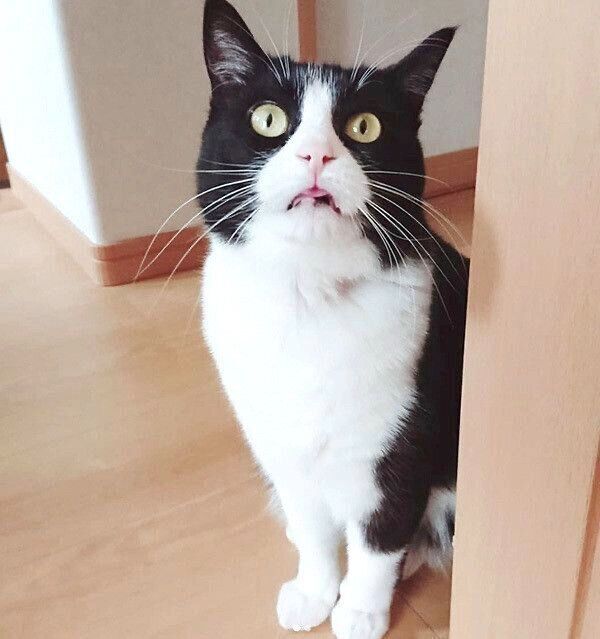 舌をちょろっと出すゆずちゃん