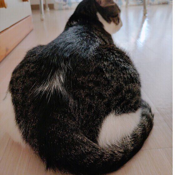 お尻を向けるガジラくん