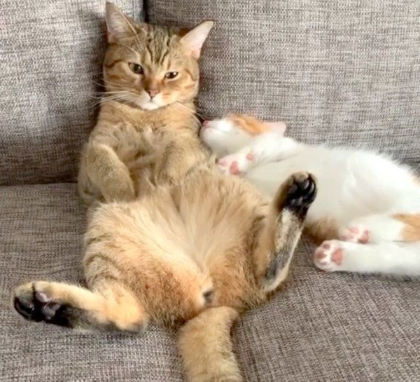 まったりする茶太くんと茶葉ちゃん