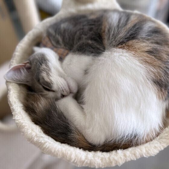 丸くなって寝る猫