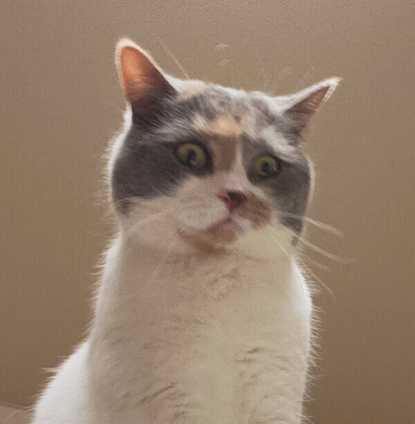 飼い主さんの背中に乗るみこさん