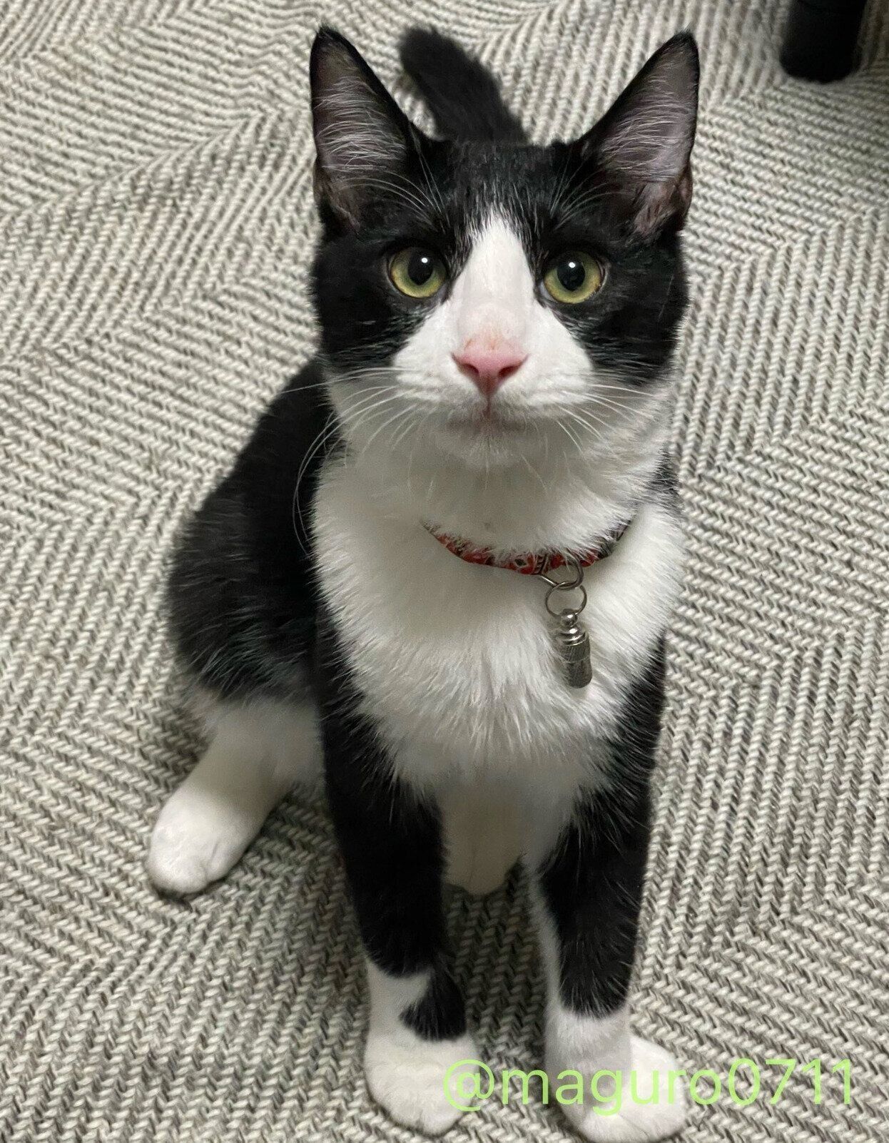 見つめるはまちくん。