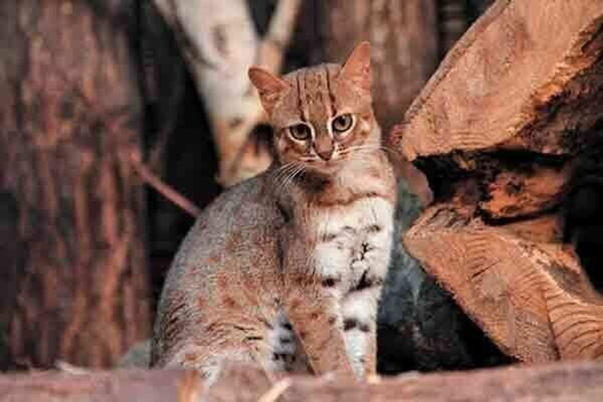 哺乳動物学者 今泉先生に聞いた 可愛いのに 絶滅しそう な野生ネコ4選 ねこのきもちweb Magazine 哺乳動物学者 今泉先生に聞いた 可愛いのに 絶滅しそう な野生ネコ4選 ねこのきもちweb Magazine
