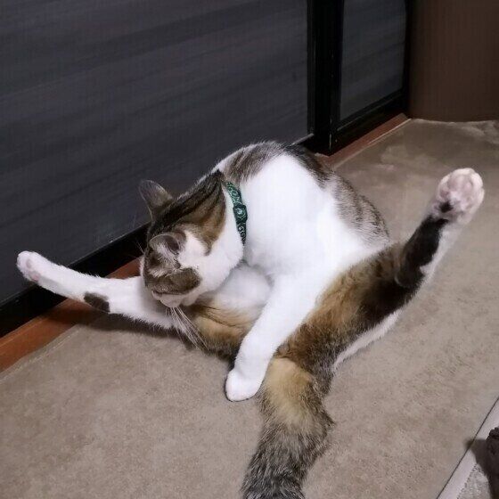 足を開いてグルーミングする茶白猫