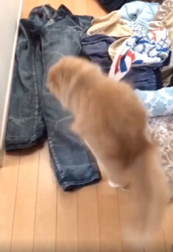 洗濯物で遊ぶミヌエットとスコティッシュフォールド