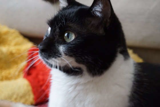 遠くを見つめる猫