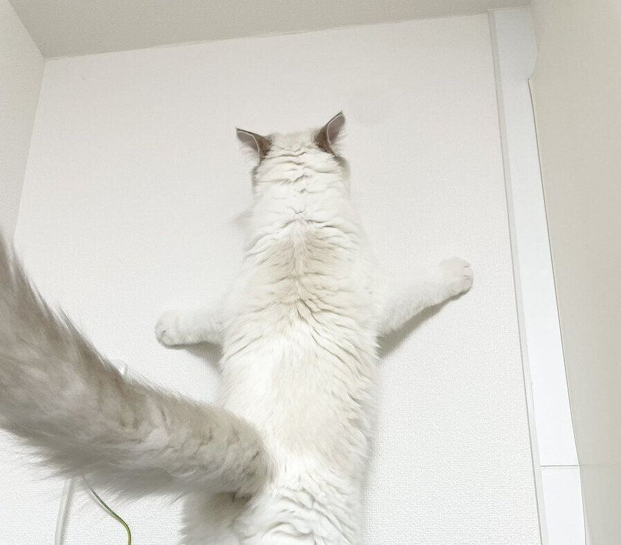 壁に向かって立ち上がるういくん