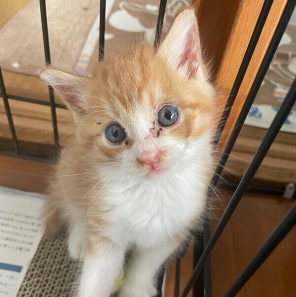 見つめるきゅんくん