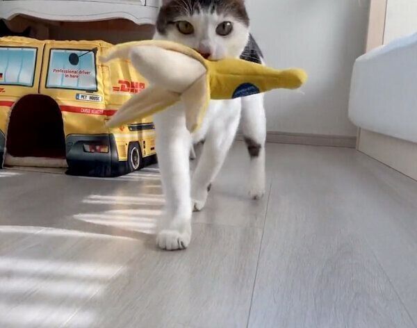 おもちゃの「バナナ」を運ぶセロイくん