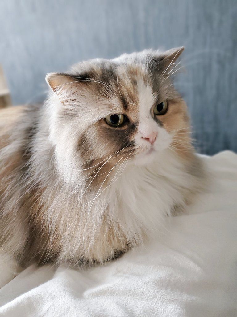 ベッドの上でくつろぐサイベリアン