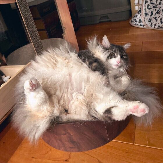 ノルウェージャンフォレストキャットのなるちゃん