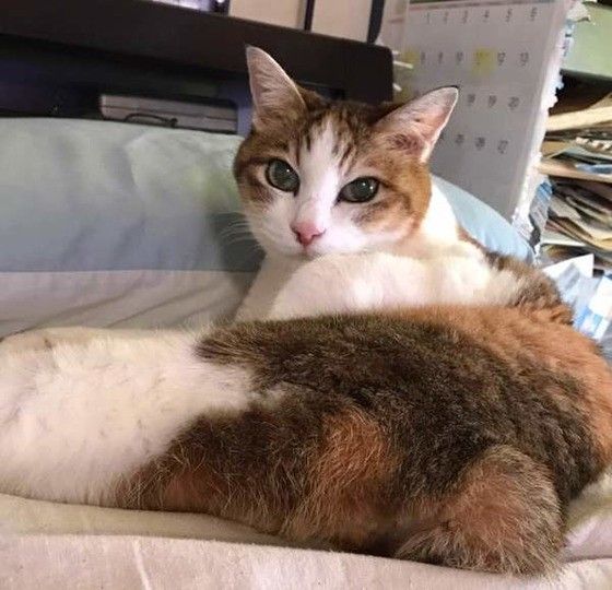 丸いしっぽのMIXミケ