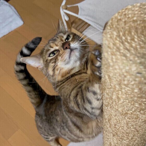 ベンガルのジュちゃん